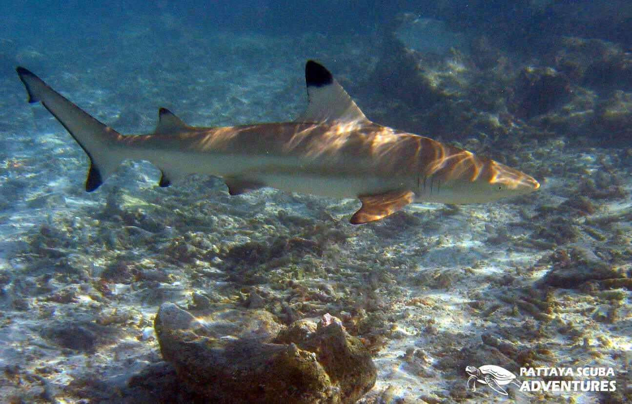 Blacktip Reef Shark Pattaya Thailand