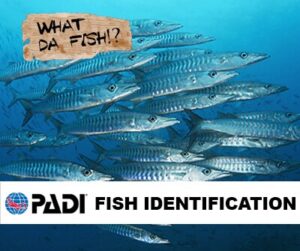 PADI Fish Identification Course