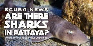 Sharks In Pattaya Thailand