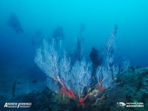 Deep Reef Shark fin Rock Night Diving Pattaya Thailand