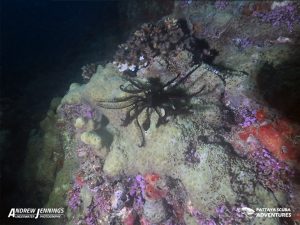 Feather Star Shark fin Rock Night Diving Pattaya Thailand