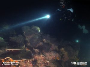 Kevin Shark fin Rock Night Diving Pattaya Thailand
