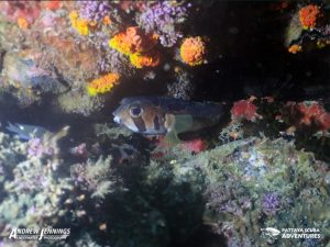 Porcupine Puffer Shark fin Rock-Night Diving Pattaya Thailand
