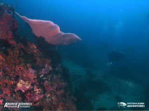 Reef Shark fin Rock Night Diving Pattaya Thailand