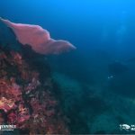 Reef Shark fin Rock Deep Diving Pattaya Thailand