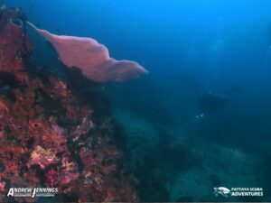 Reef Shark fin Rock Deep Diving Pattaya Thailand