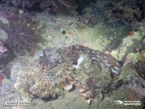 Scorpion Fish Shark fin Rock-Night Diving Pattaya Thailand