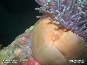 Shrimp Shark fin Rock Night Diving Pattaya Thailand