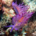 Flabellina nudibranch Hin Chalarm Macro Diving Pattaya