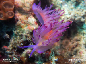 Flabellina nudibranch Hin Chalarm Macro Diving Pattaya