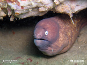 Moray eel Hin Chalarm Scuba Diving Samae San