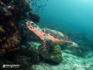 Dive in Pattaya with Friendly Hawksbill Sea Turtles