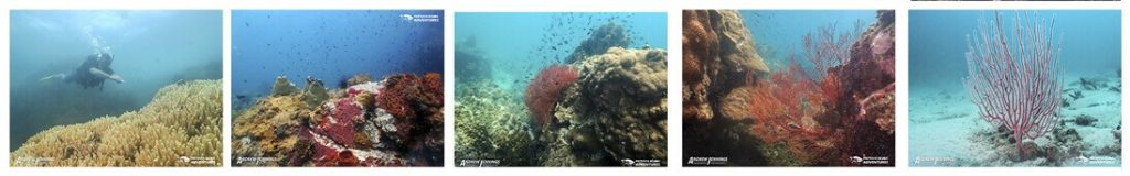 Pattaya Coral East Coast Thailand Diving