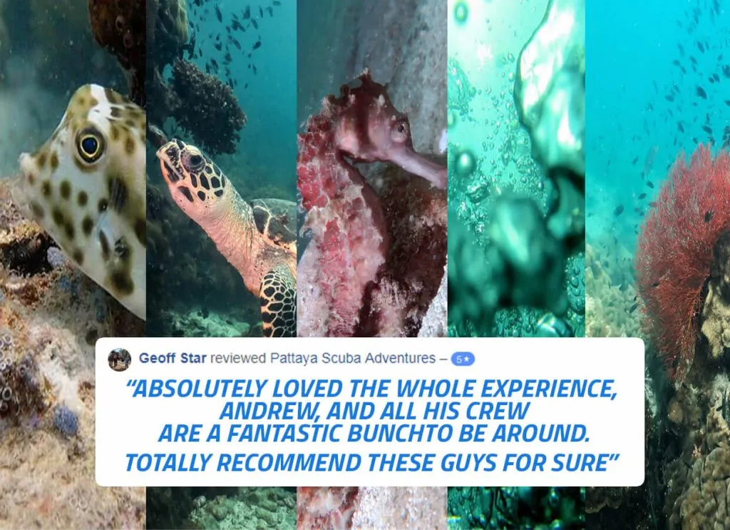 Maine Life Diving in Pattaya Thailand Reviews