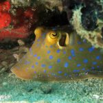 Blue Spot Sting Ray At Koh Khrok Pattaya Near Island