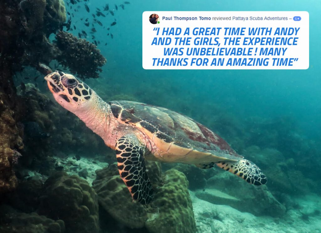 Scuba Diving Pattaya Thailand Experiences