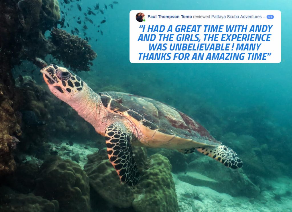 Diving With Hawksbill Sea Turtle Experiences in Pattaya