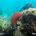 Japanese Gardens Best Dive Sites Pattaya Thailand
