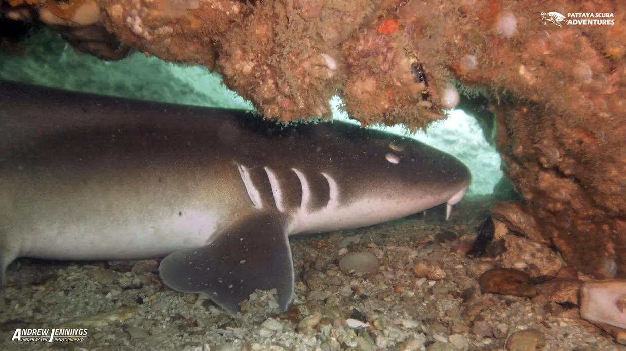 Tawney Nurse Shark AKA Bamboo Shark Diving Pattaya