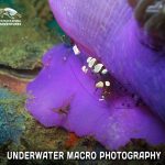 UW Macro Photography Course