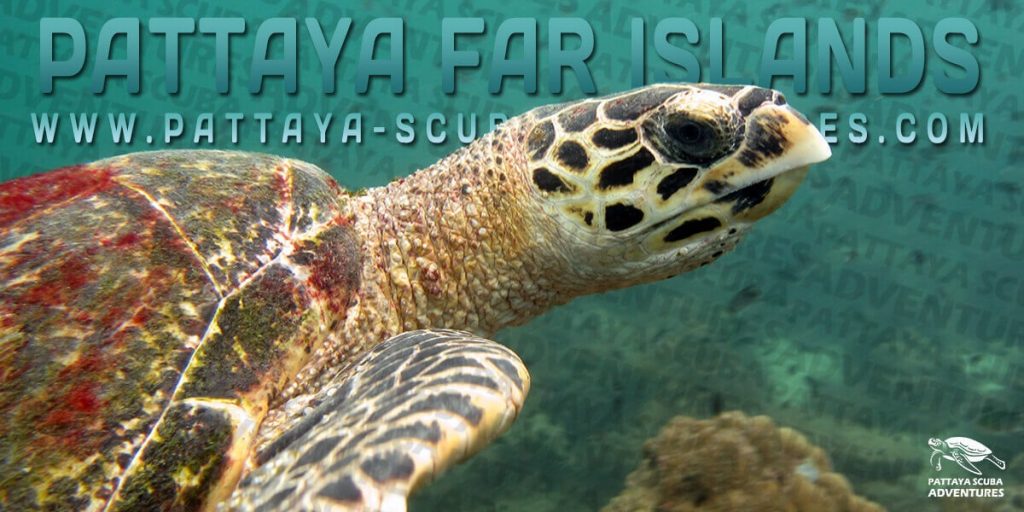 Pattaya Dive Sites Far Islands