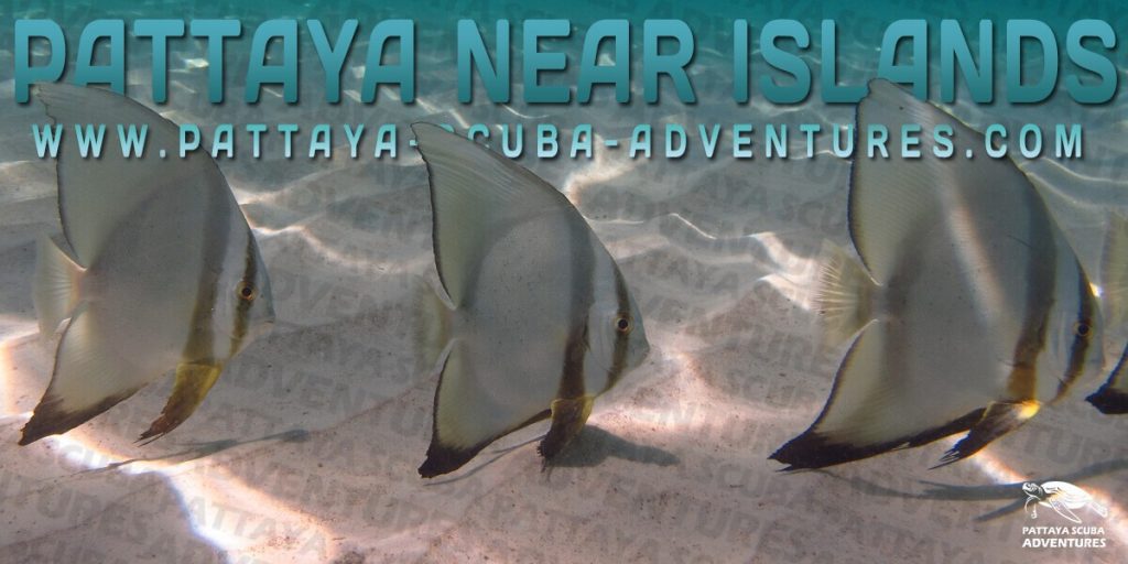 Pattaya Dive Sites Near Island Thailand