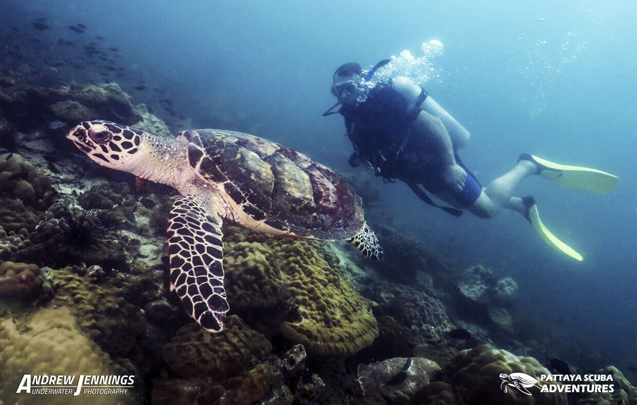 Scuba Diving in Thailand With Sea Turtles