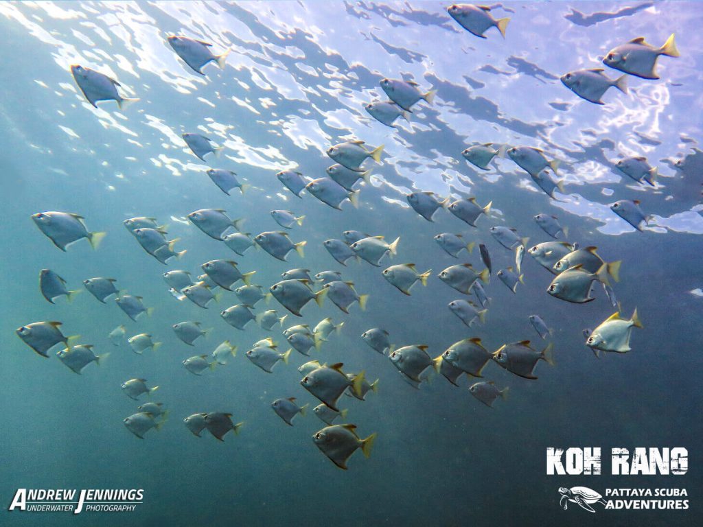 Scuba Diving Koh Chang Adventure Trips Pattaya Scuba Adventures