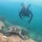 Dive Pattaya Open Water Diving Referral