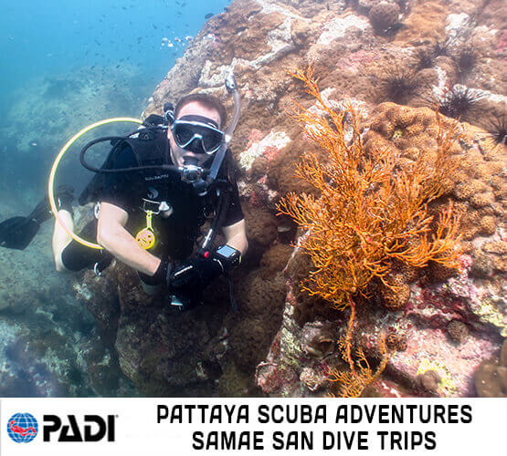 Diving Samae San Pattaya Scuba Adventures Thailand