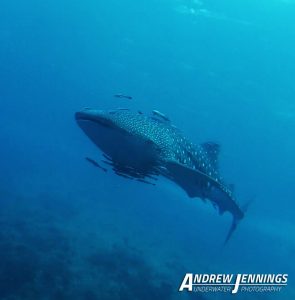 Dive Similan Islands Thailand Liveaboard Whale Shark