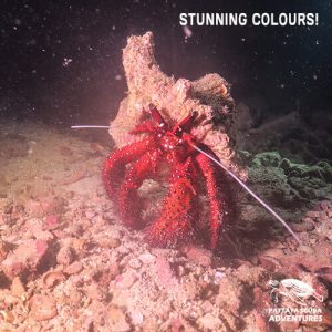 Giant Hermit Crab Night Diving