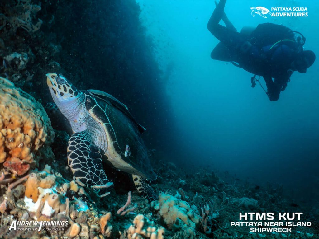 Hawksbill Sea Turtle Pattaya HTMS Kut Wreck Dive Pattaya Scuba Adventures