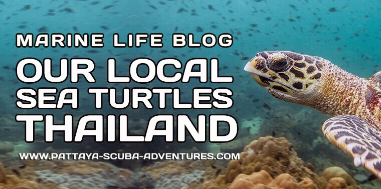 Marine Life Guide Pattaya Sea Turtles Thailand