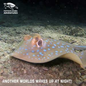 Night Dive Aquatic Life Pattaya