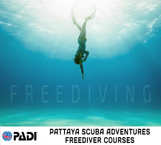 PADI Freediver Course Pattaya Thailand