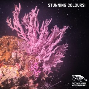 Stunning colour night diving Pattaya Thailand