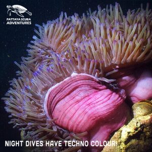 Techno colour night dives