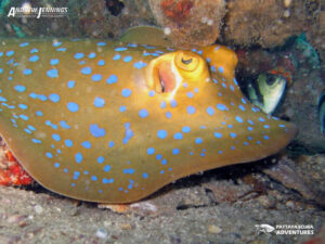 Blue spotted ribbon tail Ray Pattaya Diving Thailand