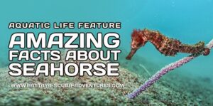 Dive With Amazing Seahorse In Pattaya Thailand