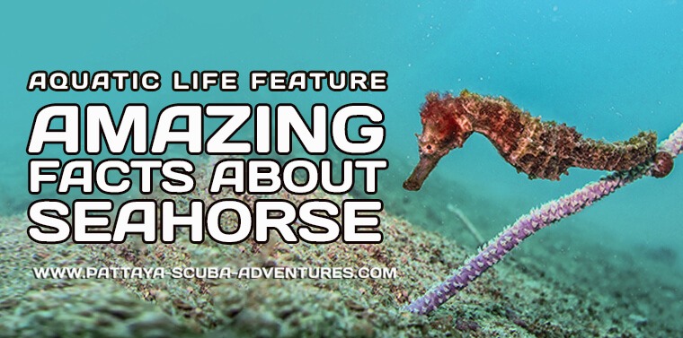 Dive With Amazing Seahorse In Pattaya Thailand