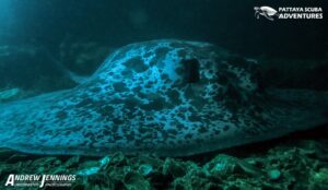 Giant Marble Ray Inside The Hardeep Wreck