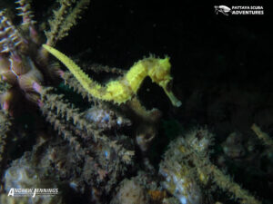 Hippocampus spinosissimus Yellow Seahorse