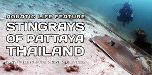 Stingrays Diving Pattaya Thailand