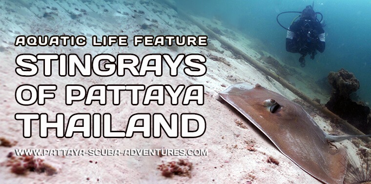 Stingrays Diving Pattaya Thailand