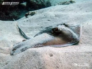 Smalleye Sting Ray Pattaya Diving Thailand