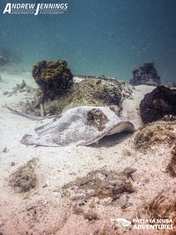 Smooth Sting Ray Pattaya Diving Thailand