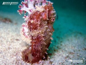 hedgehog seahorse hiding in Seapen