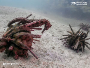 hedgehog seahorse on sea urchin