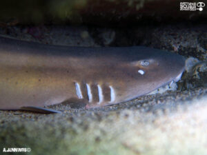 Shark Dive Pattaya News